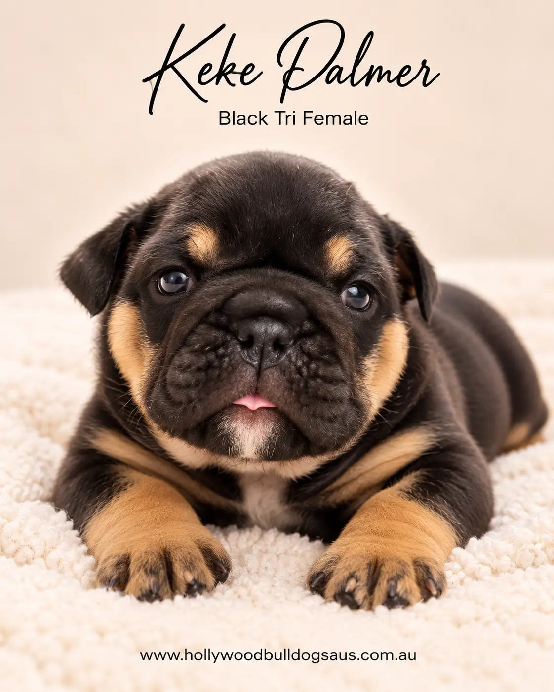 Keke Palmer, black tri female British Bulldog puppy from the Rebel Wilson and Dobby litter, born 15 September 2026 – Hollywood Bulldogs AUS – photo 2 of 2