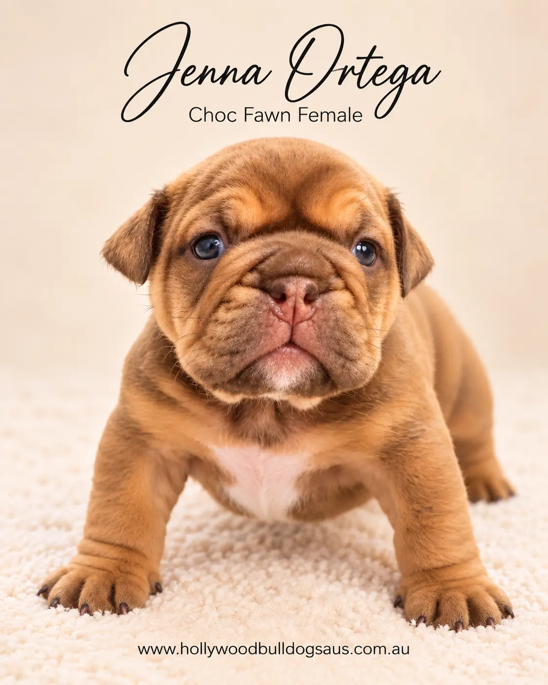 Jenna Ortega, choc fawn female British Bulldog puppy from the Rebel Wilson and Dobby litter, born 15 September 2026 – Hollywood Bulldogs AUS – photo 2 of 2