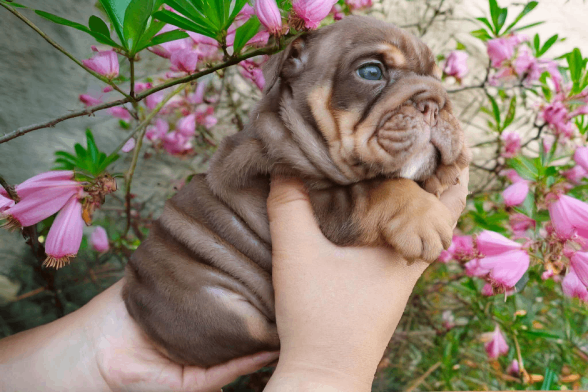 British Bulldog semen planning article from Hollywood Bulldogs AUS