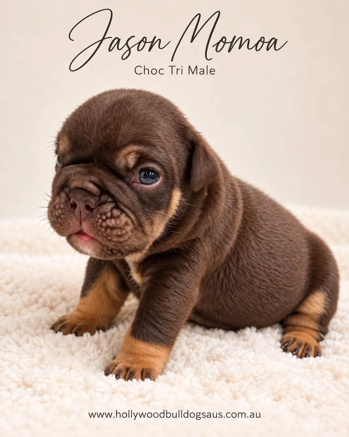 Jason Momoa, choc tri male British Bulldog puppy from the Rebel Wilson and Dobby litter, born 15 September 2026 – Hollywood Bulldogs AUS – photo 1 of 2