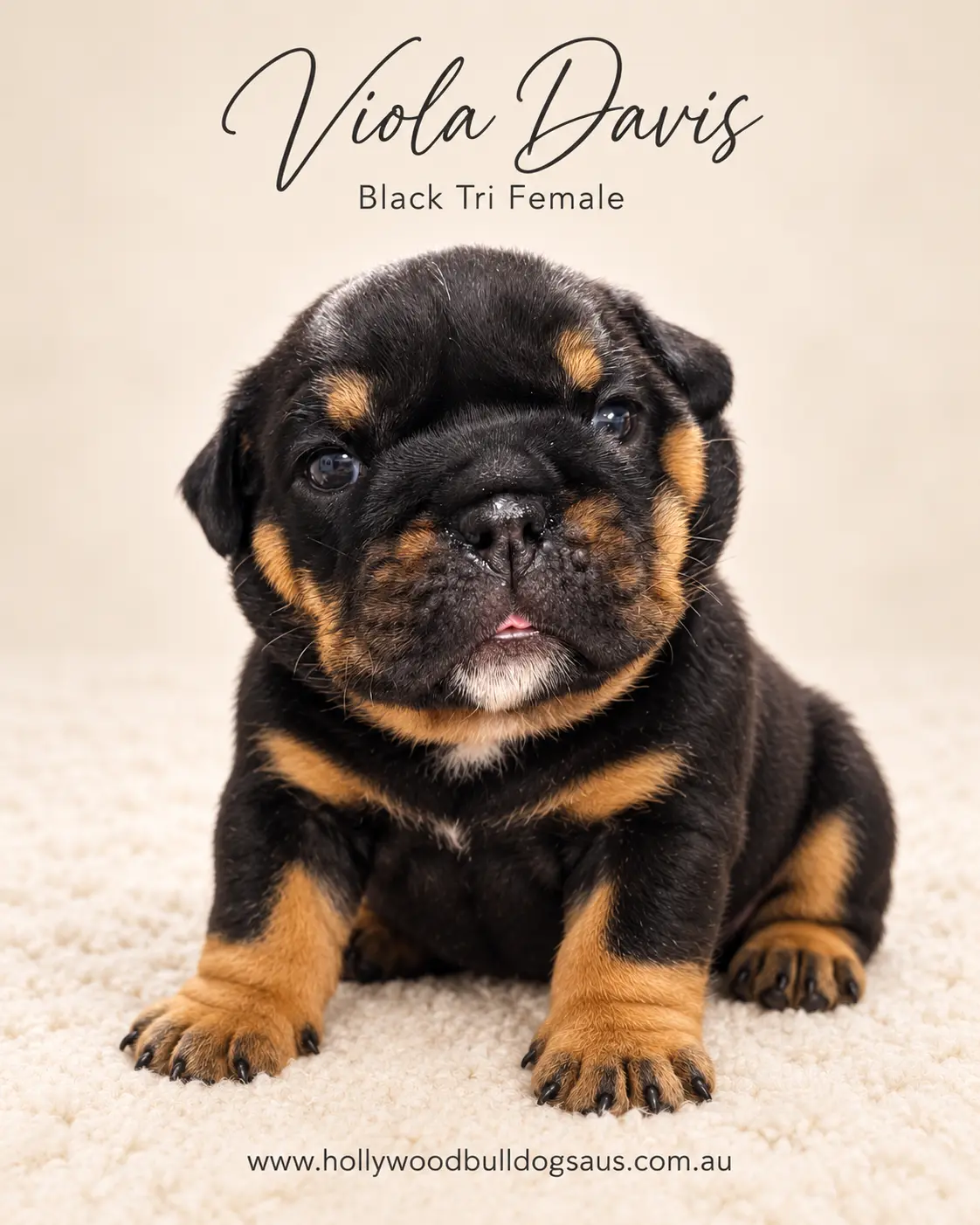 Viola Davis, black tri female British Bulldog puppy from the Rebel Wilson and Dobby litter, born 15 September 2026 – Hollywood Bulldogs AUS – photo 1 of 2