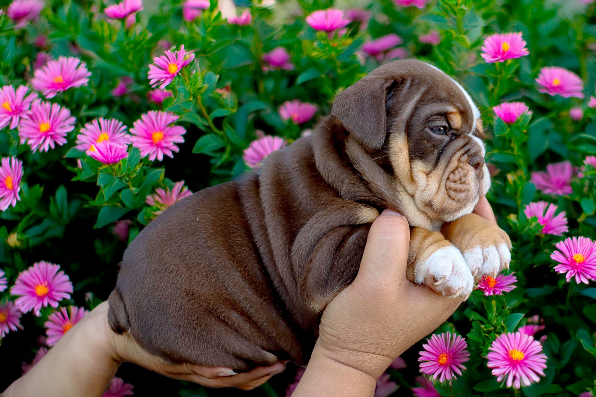 British Bulldog DNA report interpretation and stud matching tool from Hollywood Bulldogs AUS