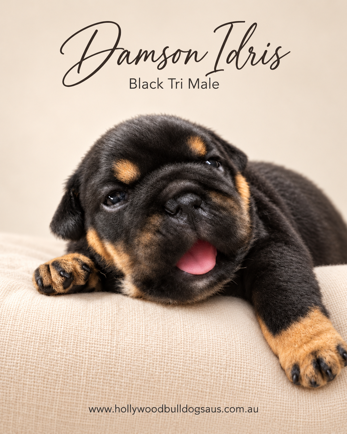 Damson Idris, black tri male British Bulldog puppy from the Rebel Wilson and Dobby litter, born 15 September 2026 – Hollywood Bulldogs AUS – photo 1 of 2