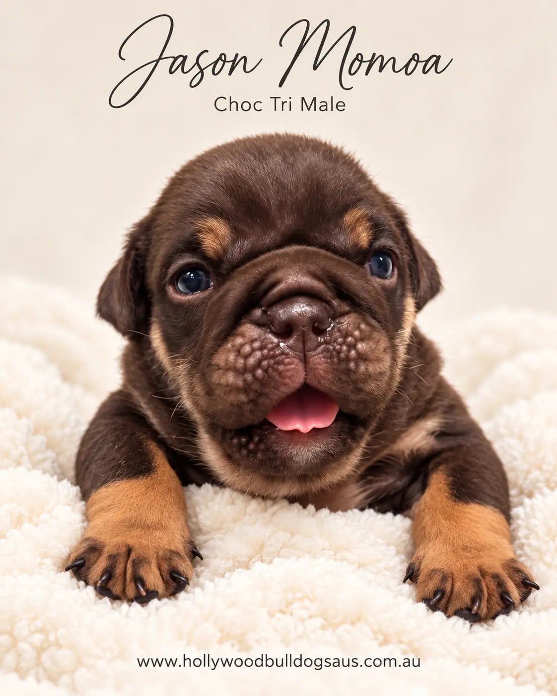 Jason Momoa, choc tri male British Bulldog puppy from the Rebel Wilson and Dobby litter, born 15 September 2026 – Hollywood Bulldogs AUS – photo 2 of 2