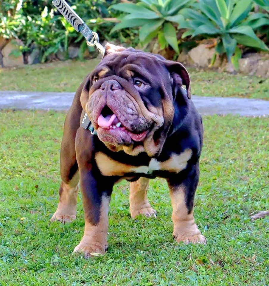 Deuce Bigalow — Triple Carrier Chocolate Tri British Bulldog stud dog, Brisbane, QLD