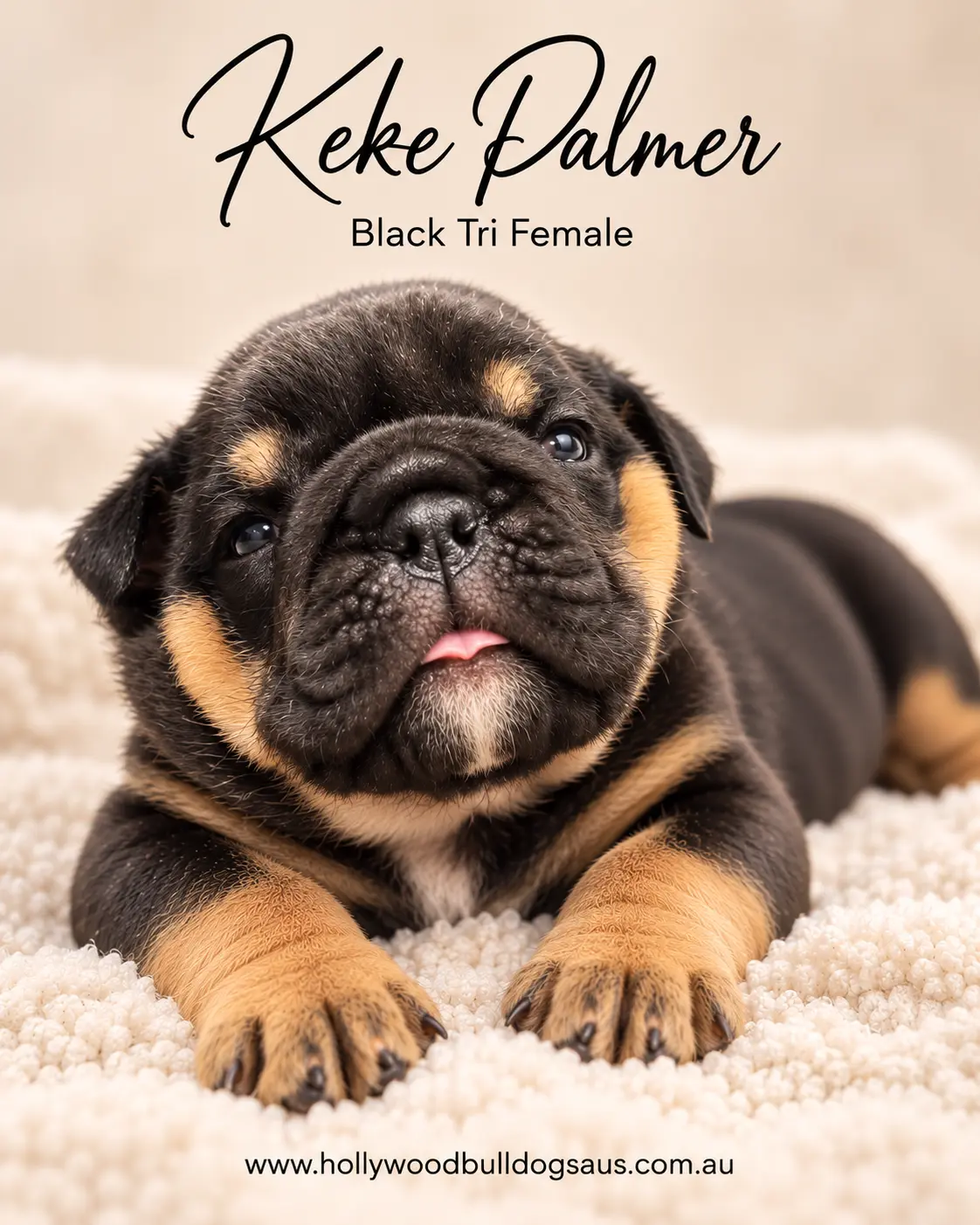 Keke Palmer, black tri female British Bulldog puppy from the Rebel Wilson and Dobby litter, born 15 September 2026 – Hollywood Bulldogs AUS – photo 1 of 2