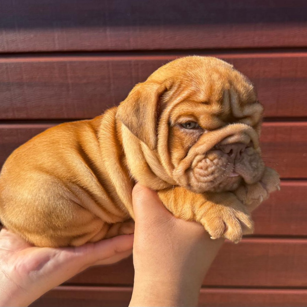 Newborn British Bulldog puppy — caesarean preparation