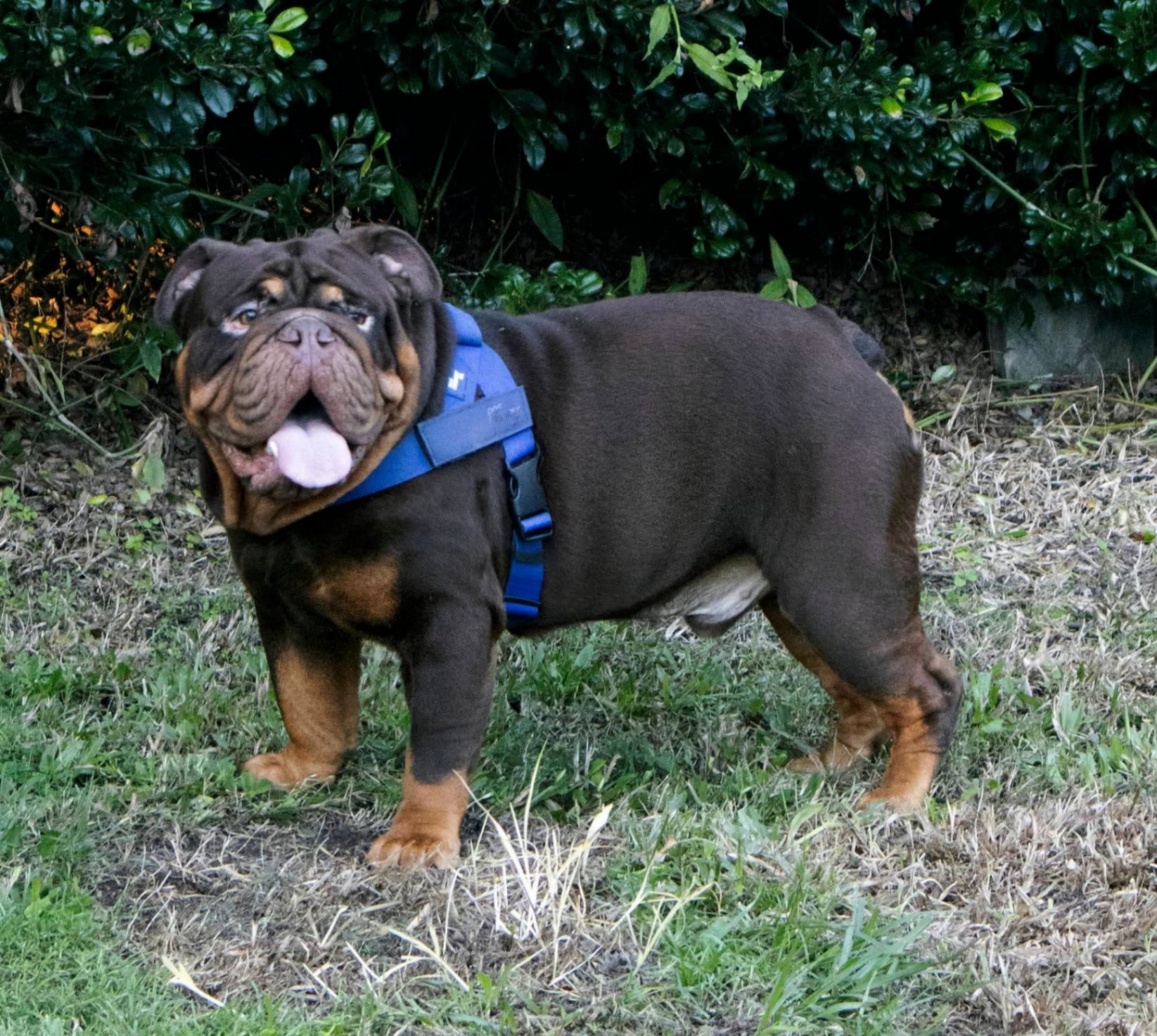 Dobby — Triple Carrier Chocolate Tri with Rare Zero White British Bulldog stud dog, Sunshine Coast, QLD