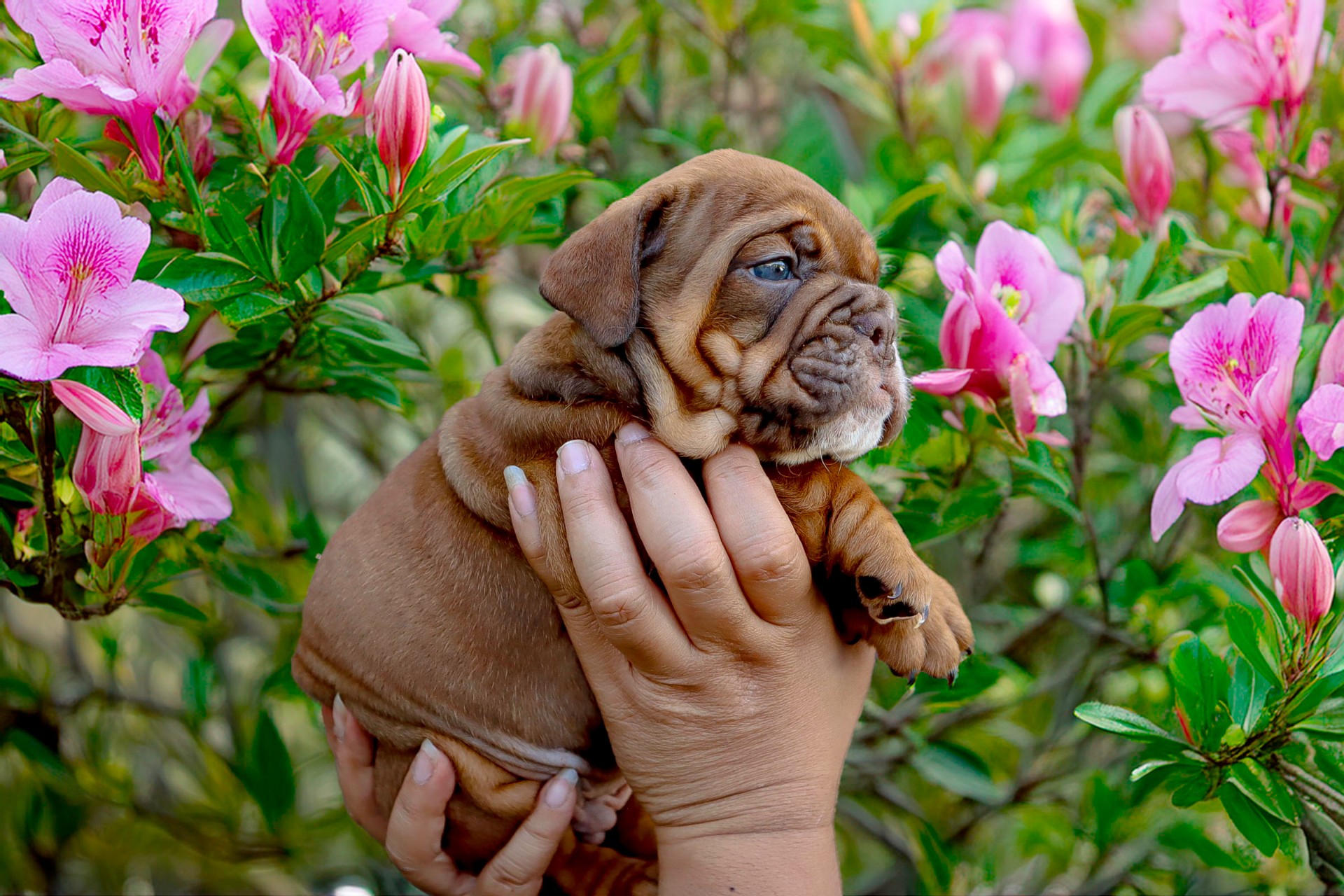 Red British Bulldog puppy — choosing a stud dog