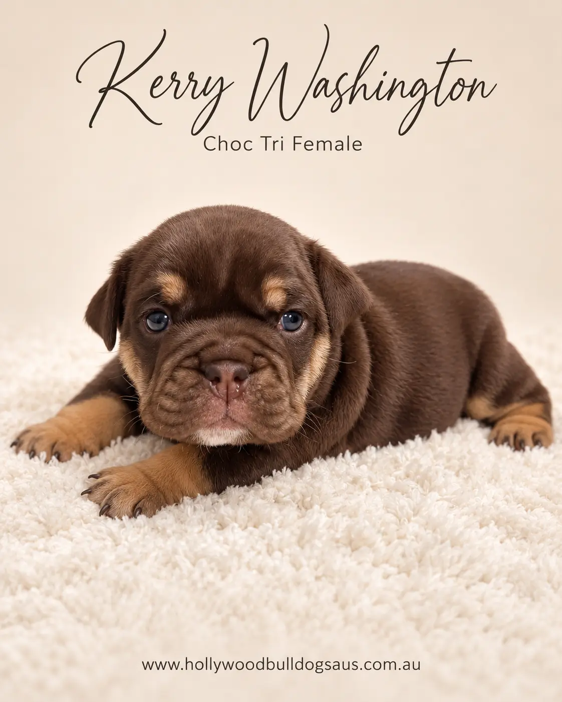 Kerry Washington, choc tri female British Bulldog puppy from the Rebel Wilson and Dobby litter, born 15 September 2026 – Hollywood Bulldogs AUS – photo 2 of 2