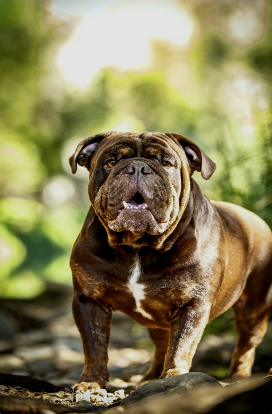 Lil Gotti — Triple Carrier Chocolate Tri British Bulldog stud dog, Brisbane, QLD