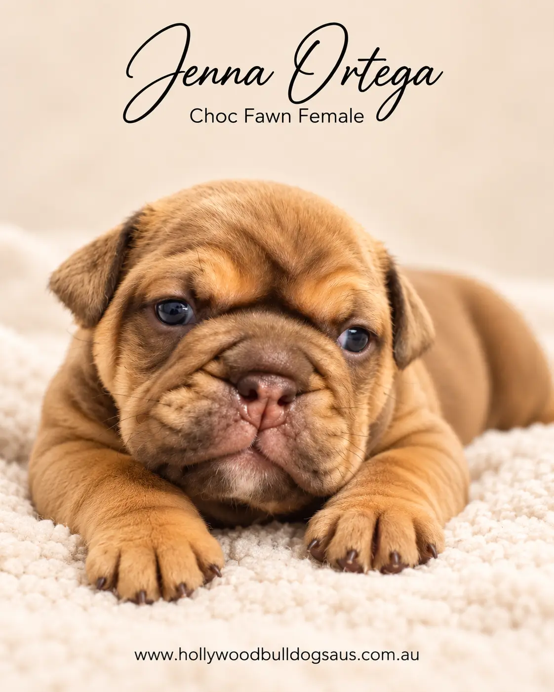 Jenna Ortega, choc fawn female British Bulldog puppy from the Rebel Wilson and Dobby litter, born 15 September 2026 – Hollywood Bulldogs AUS – photo 1 of 2