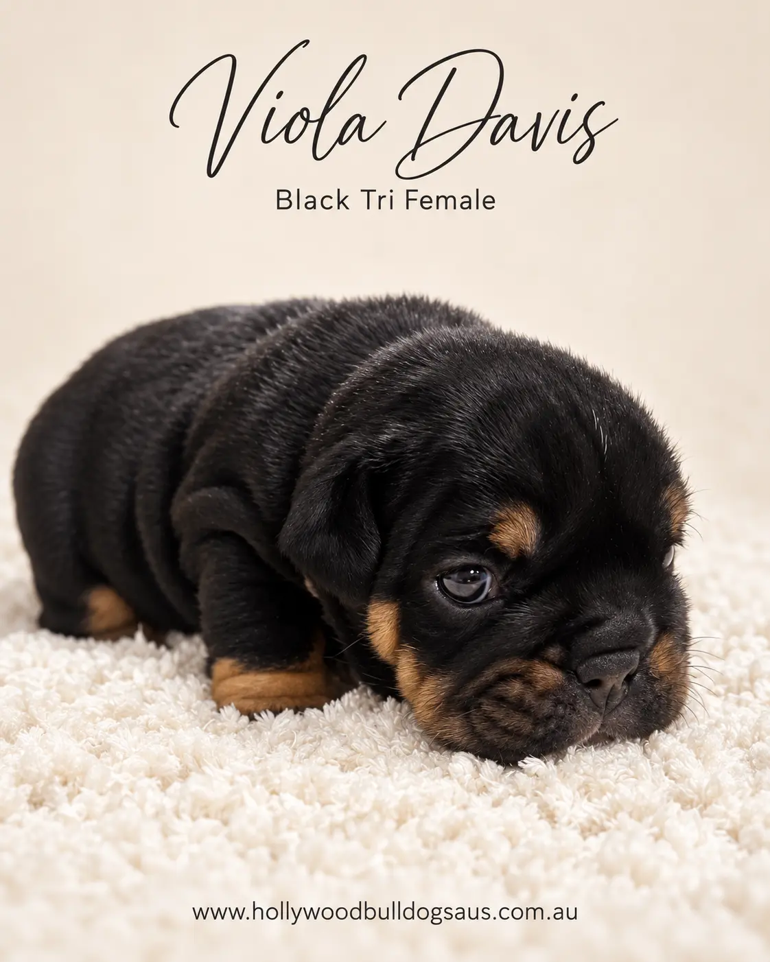 Viola Davis, black tri female British Bulldog puppy from the Rebel Wilson and Dobby litter, born 15 September 2026 – Hollywood Bulldogs AUS – photo 2 of 2