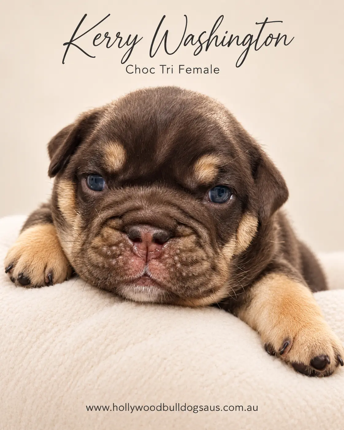 Kerry Washington, choc tri female British Bulldog puppy from the Rebel Wilson and Dobby litter, born 15 September 2026 – Hollywood Bulldogs AUS – photo 1 of 2