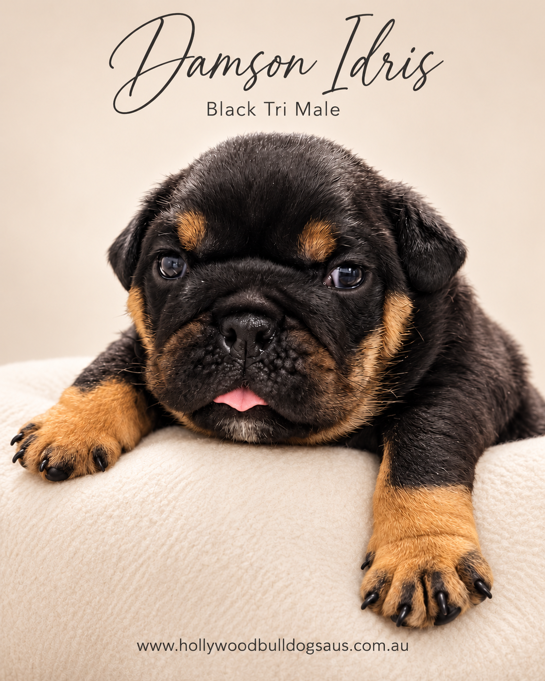 Damson Idris, black tri male British Bulldog puppy from the Rebel Wilson and Dobby litter, born 15 September 2026 – Hollywood Bulldogs AUS – photo 2 of 2