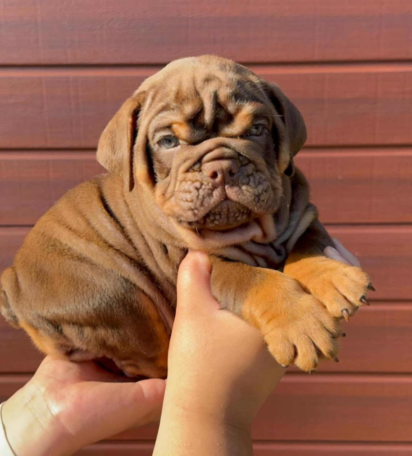 Hollywood Bulldogs AUS health-tested red British Bulldog puppy