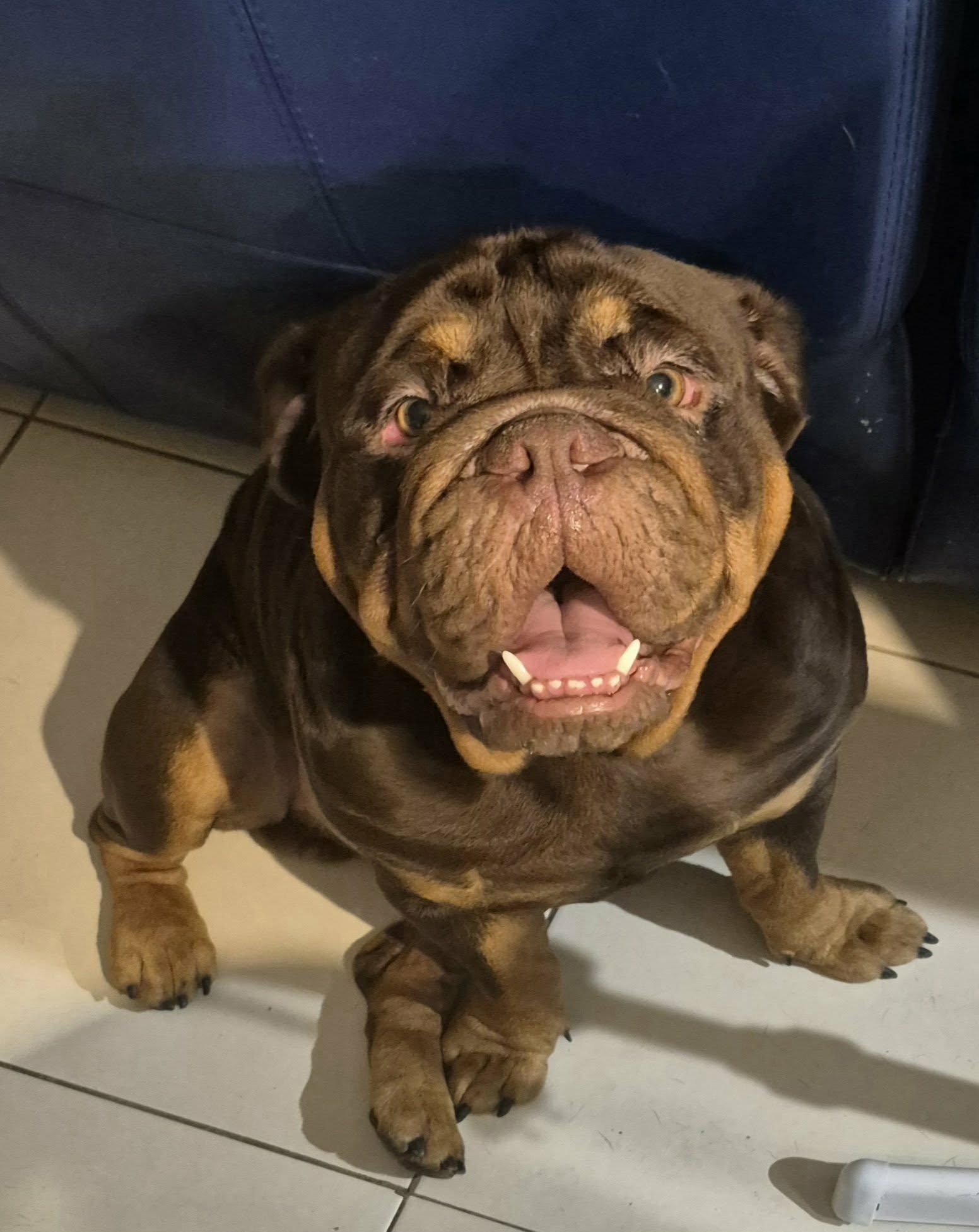 Dobby — Triple Carrier Chocolate Tri with Rare Zero White British Bulldog stud dog, Sunshine Coast, QLD
