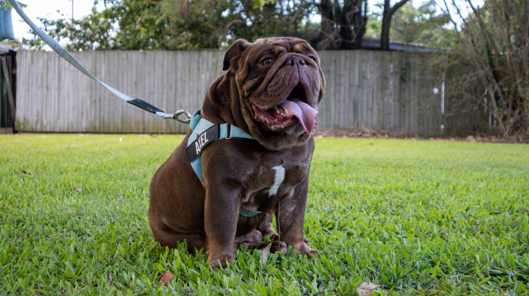 Axel Foley — Triple Carrier Chocolate Tri British Bulldog stud dog, Redlands, QLD