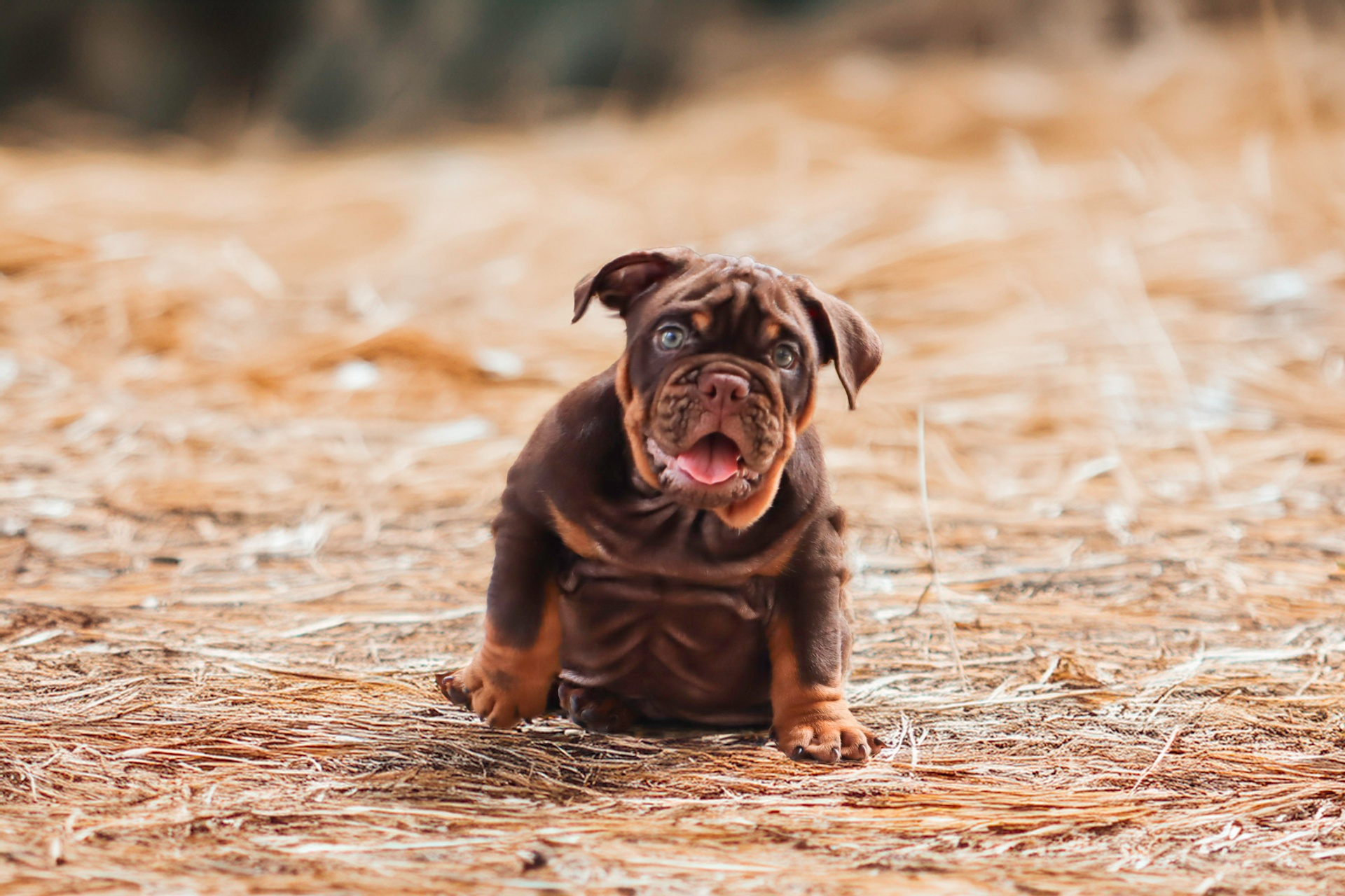 British Bulldog from a fully health-tested Australian program, compared with the French Bulldog as a companion breed