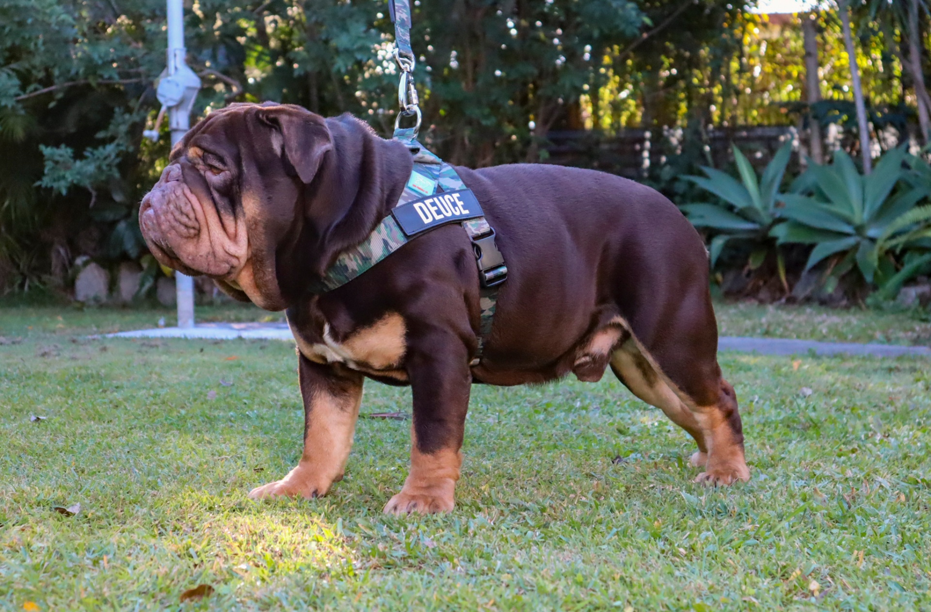 Hollywood Bulldogs AUS health-tested British Bulldog