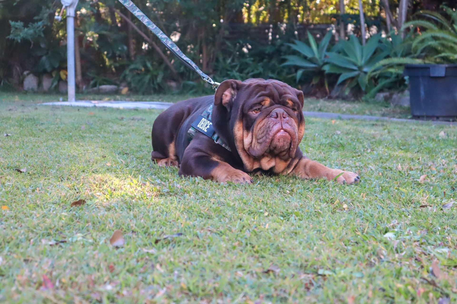 ADAMTS3 genetic testing documentation for British Bulldog puppies in Australia