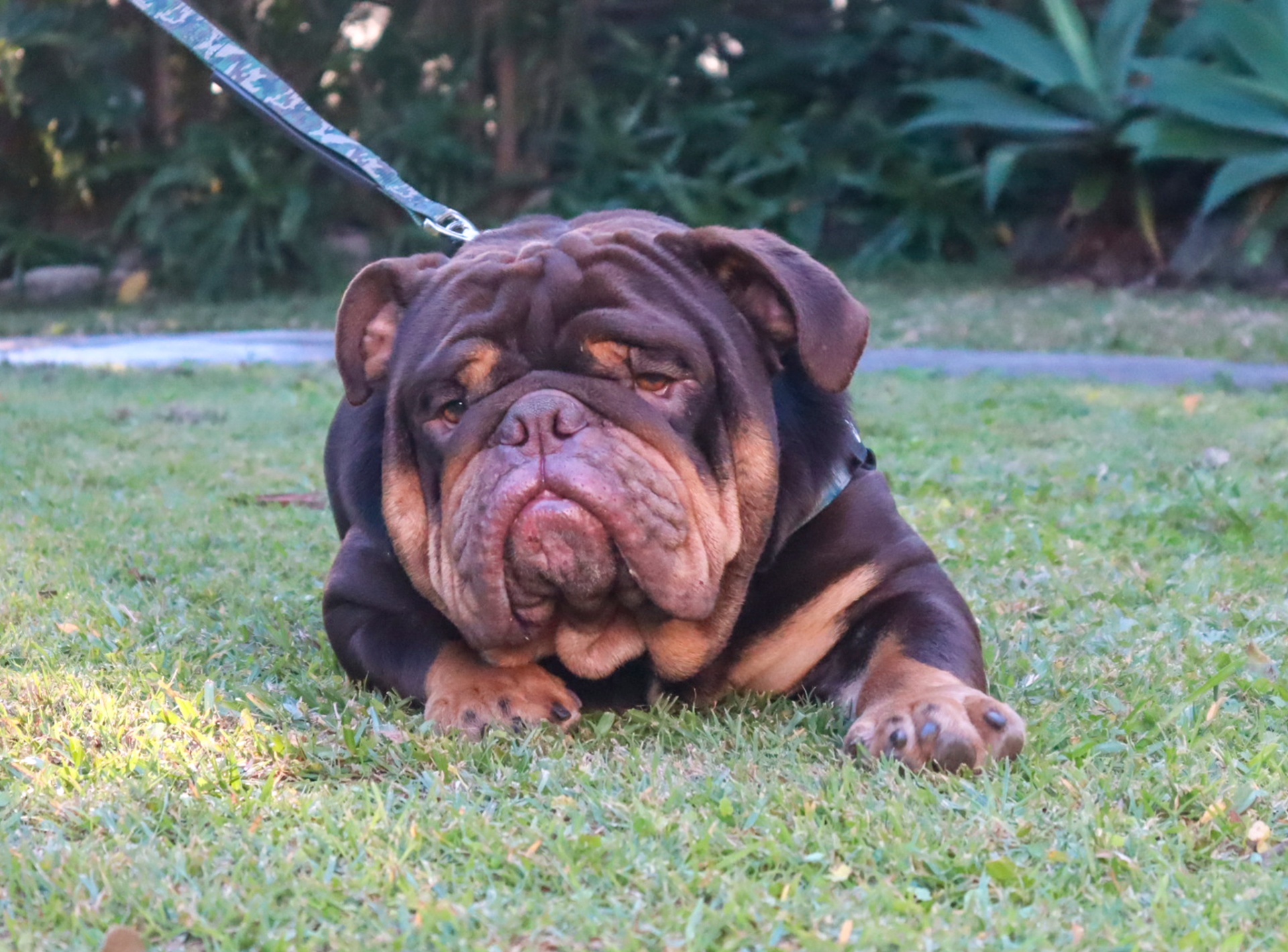 British Bulldog puppy considered by a prospective family
