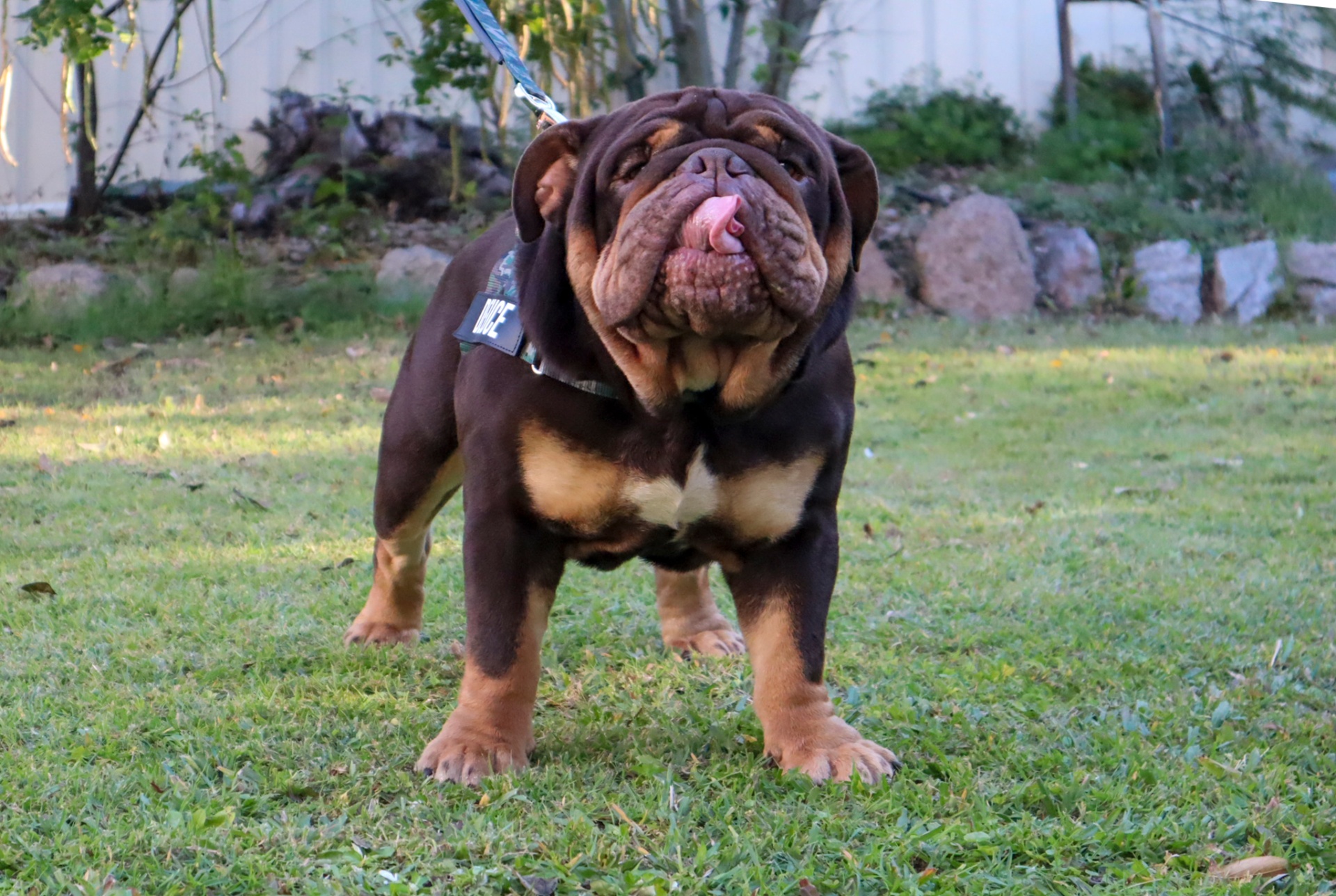 British Bulldog showing breed-typical structure