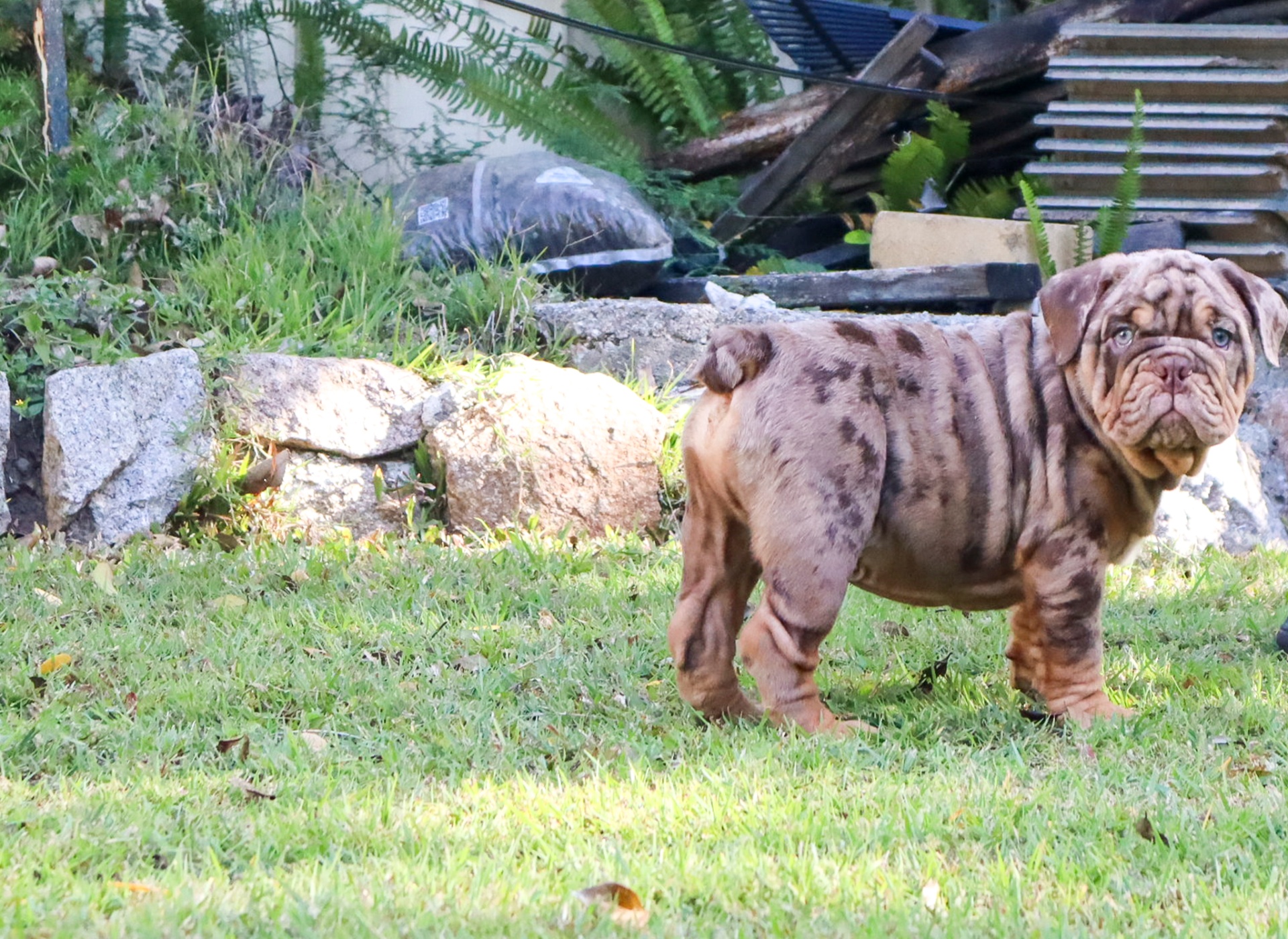 British Bulldog adult representing the long-term cost of ownership in Australia