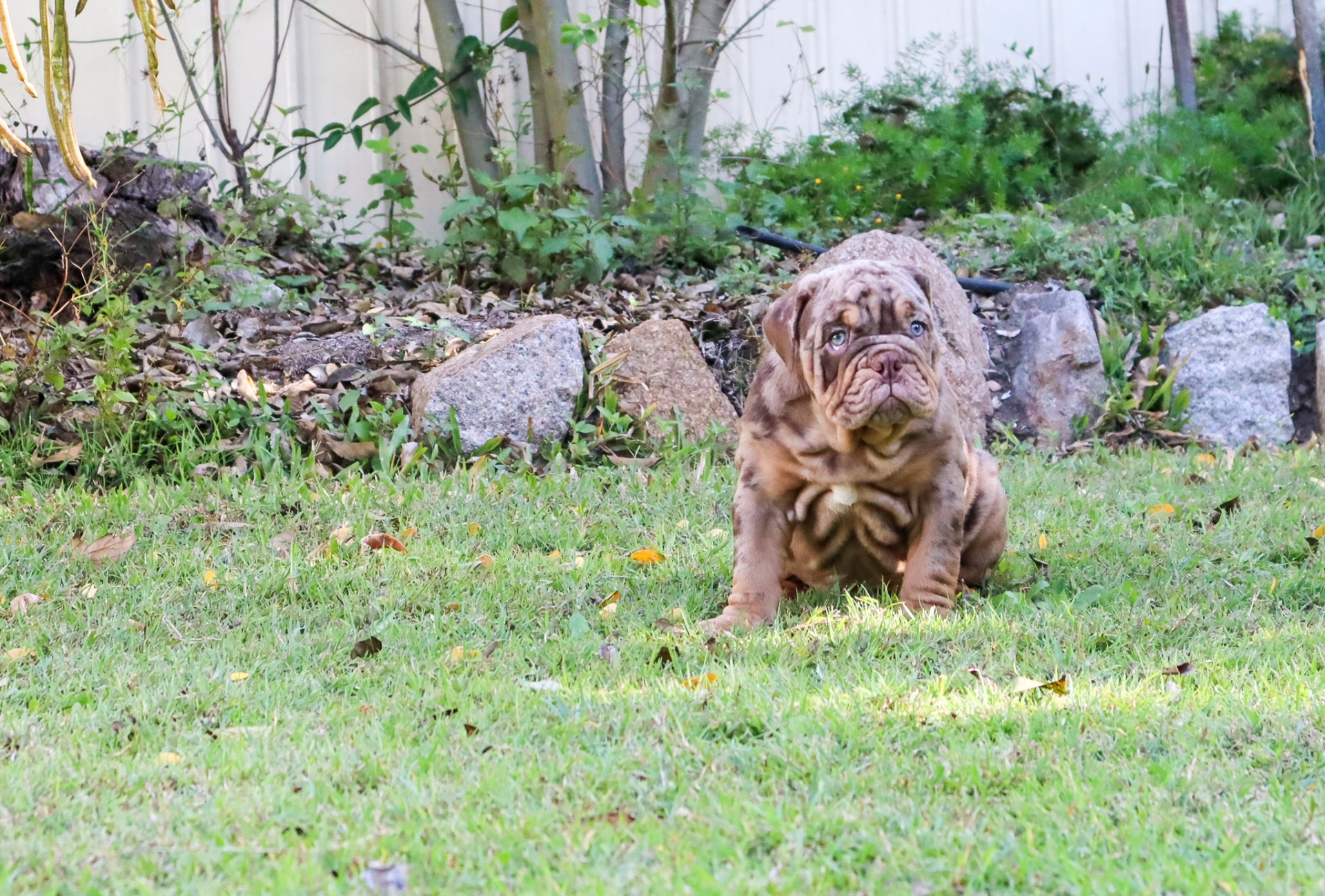 Health-tested British Bulldog adult — Hollywood Bulldogs AUS