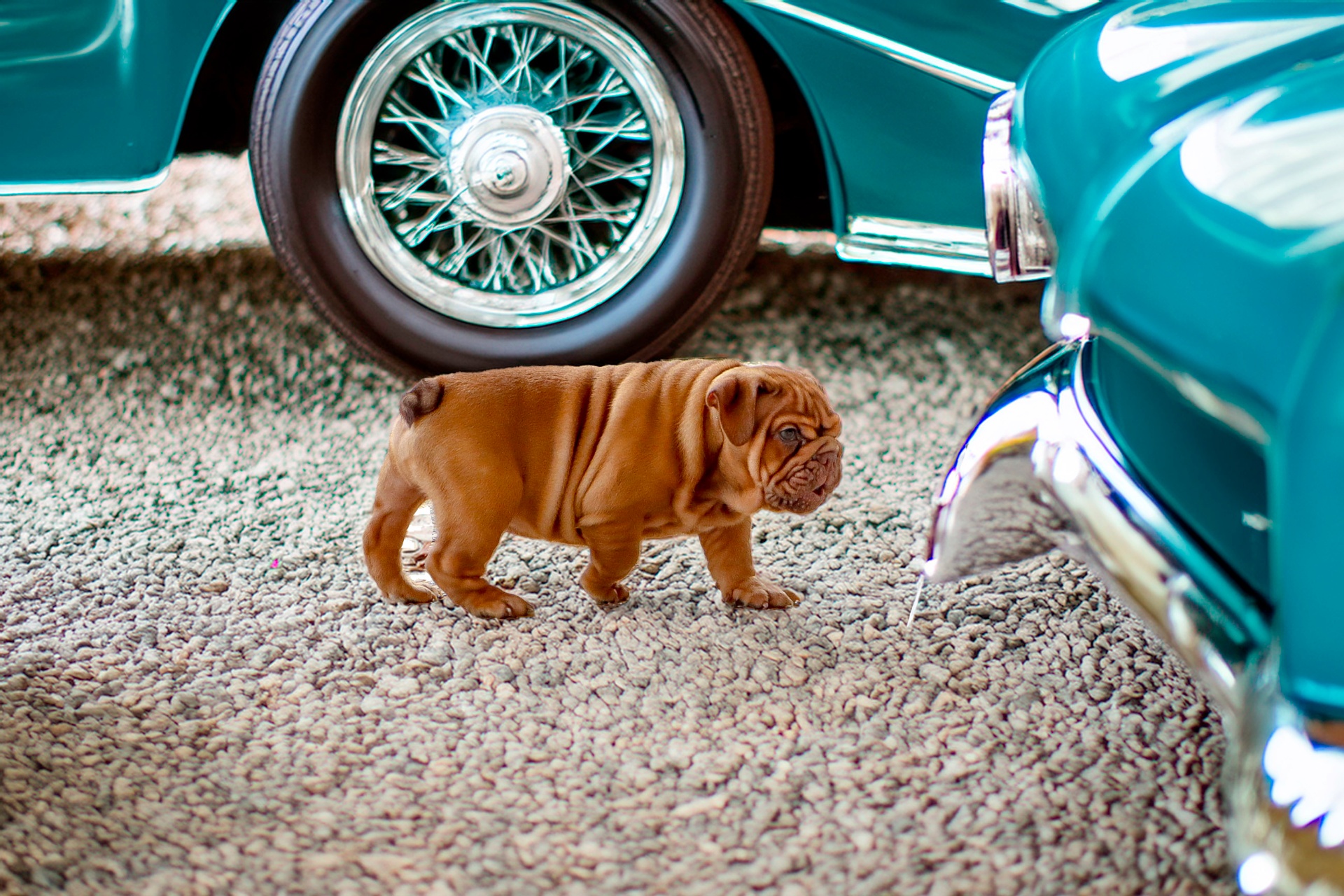 British Bulldog stud evaluated for pairing decisions