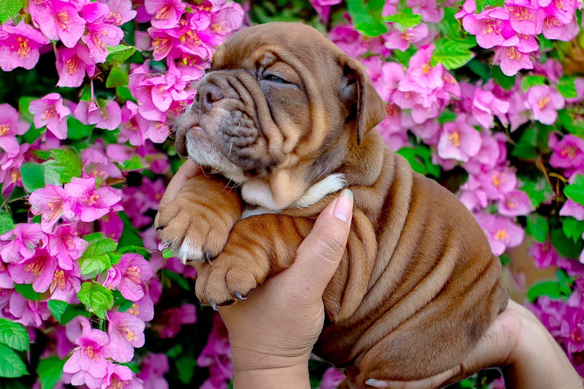 British Bulldog puppy at five weeks old
