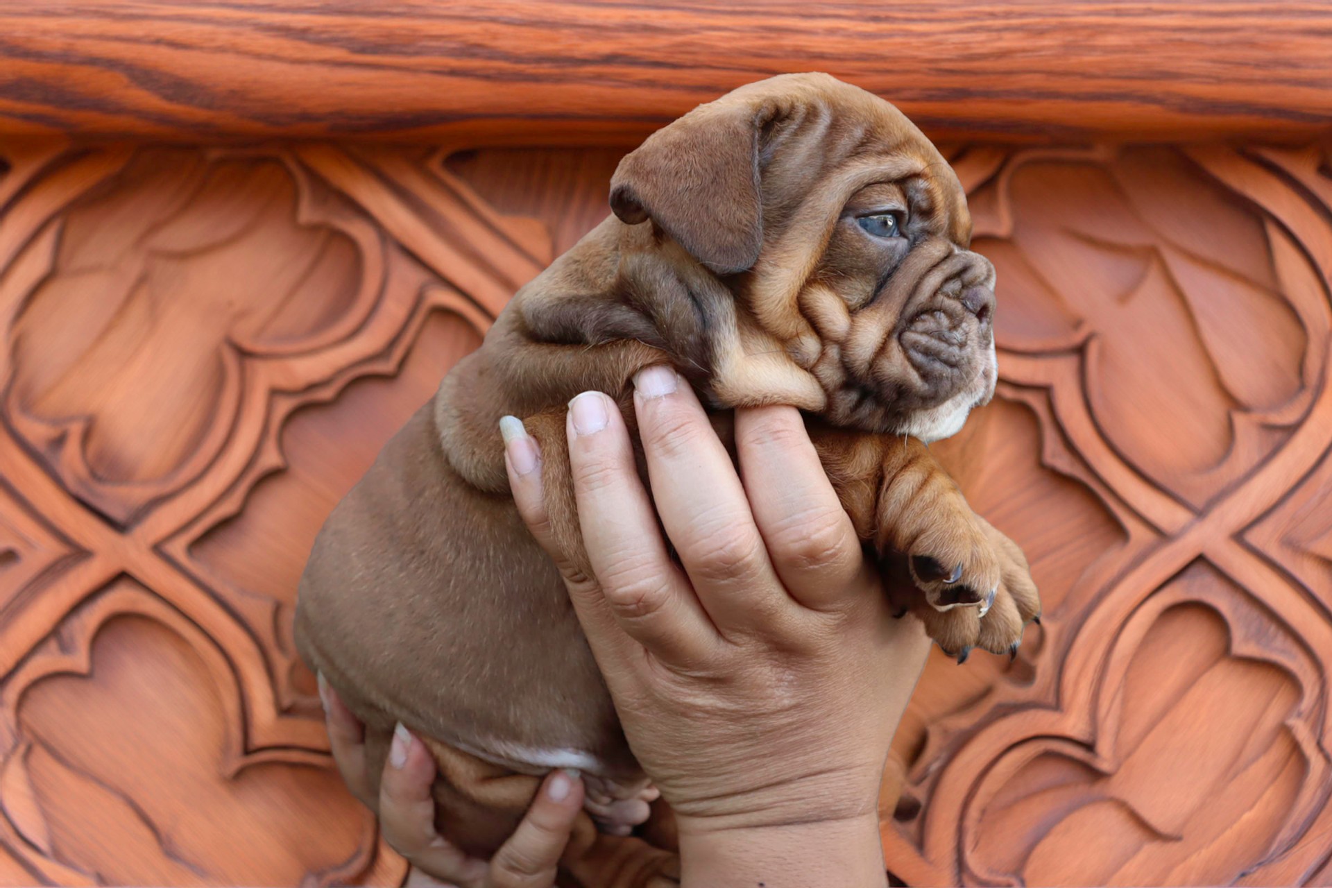British Bulldog puppy from a documented, health-tested Australian breeding program