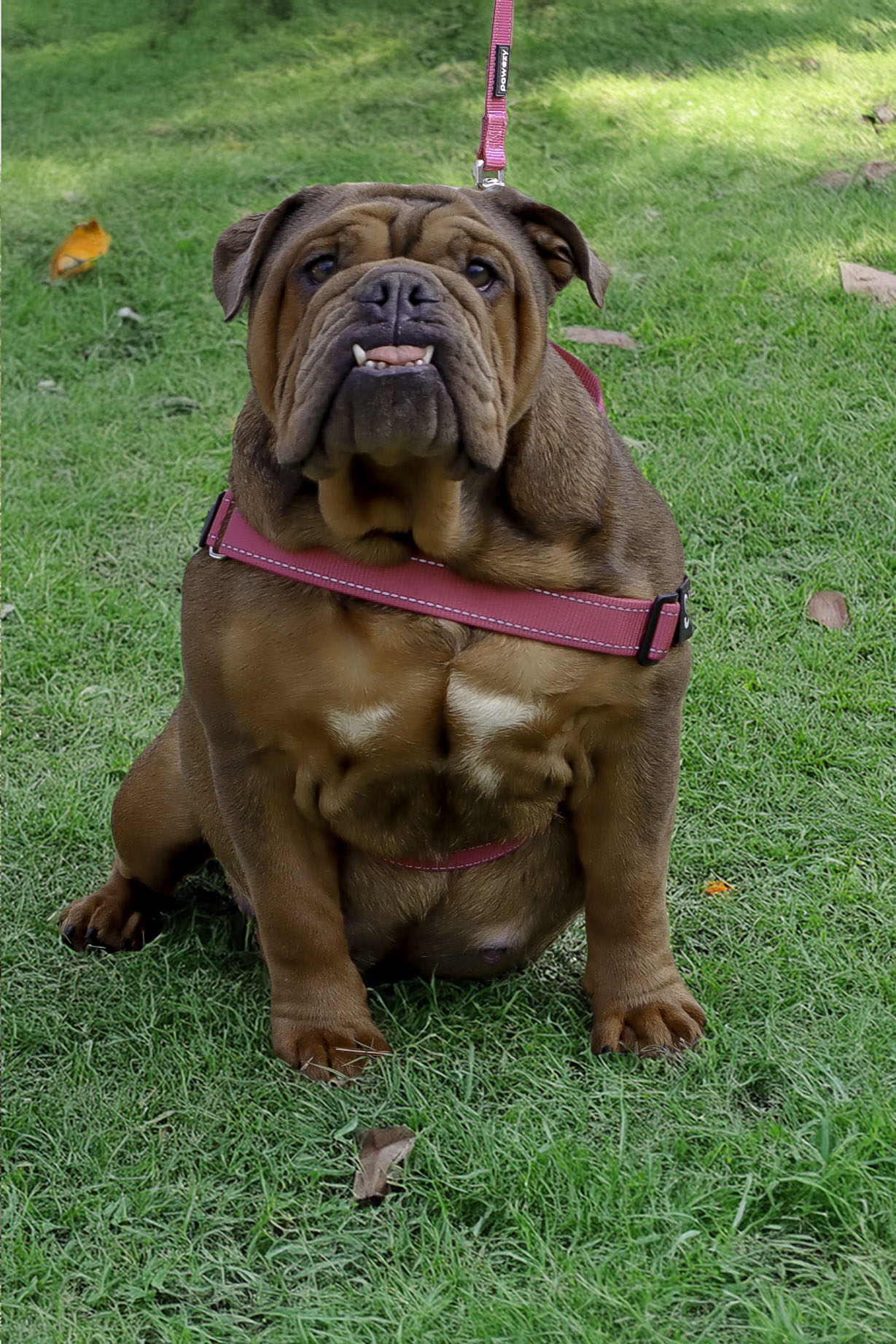 Health-tested British Bulldog with documented DNA results