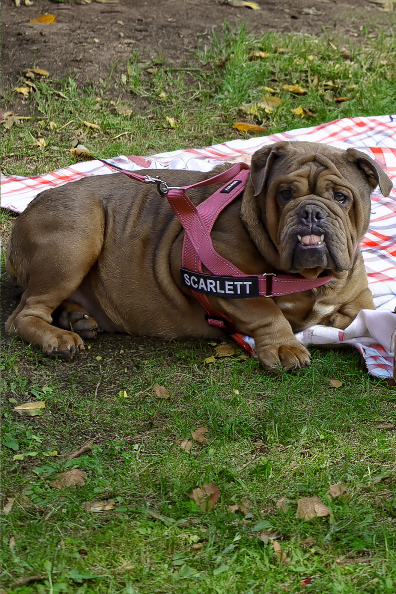 Rare coloured British Bulldog from a documented Australian breeding program