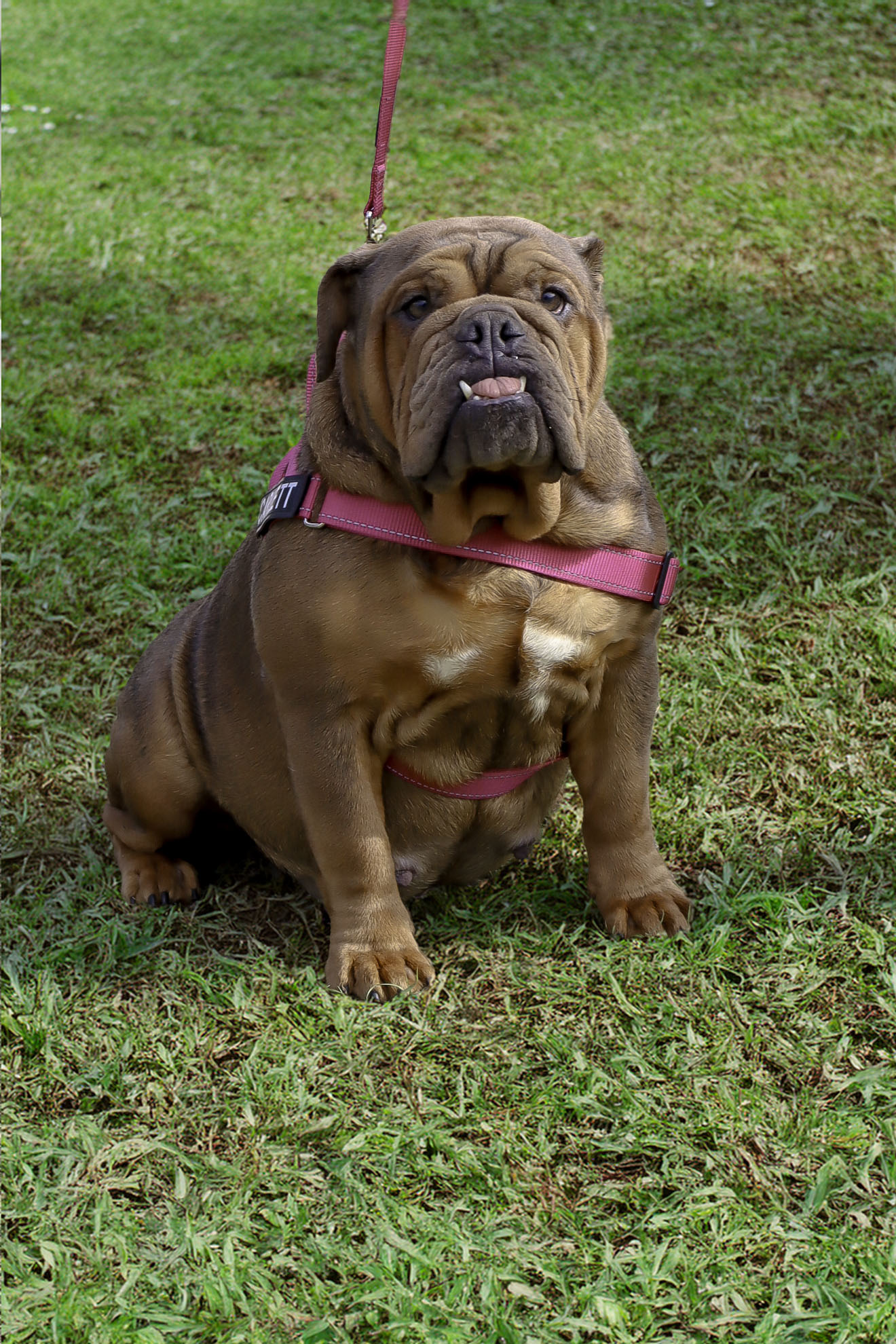 British Bulldog from a health-tested Australian program