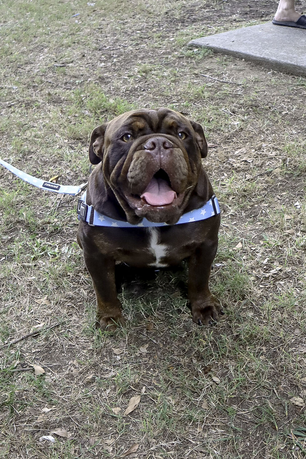 British Bulldog evaluated for ADAMTS3 status