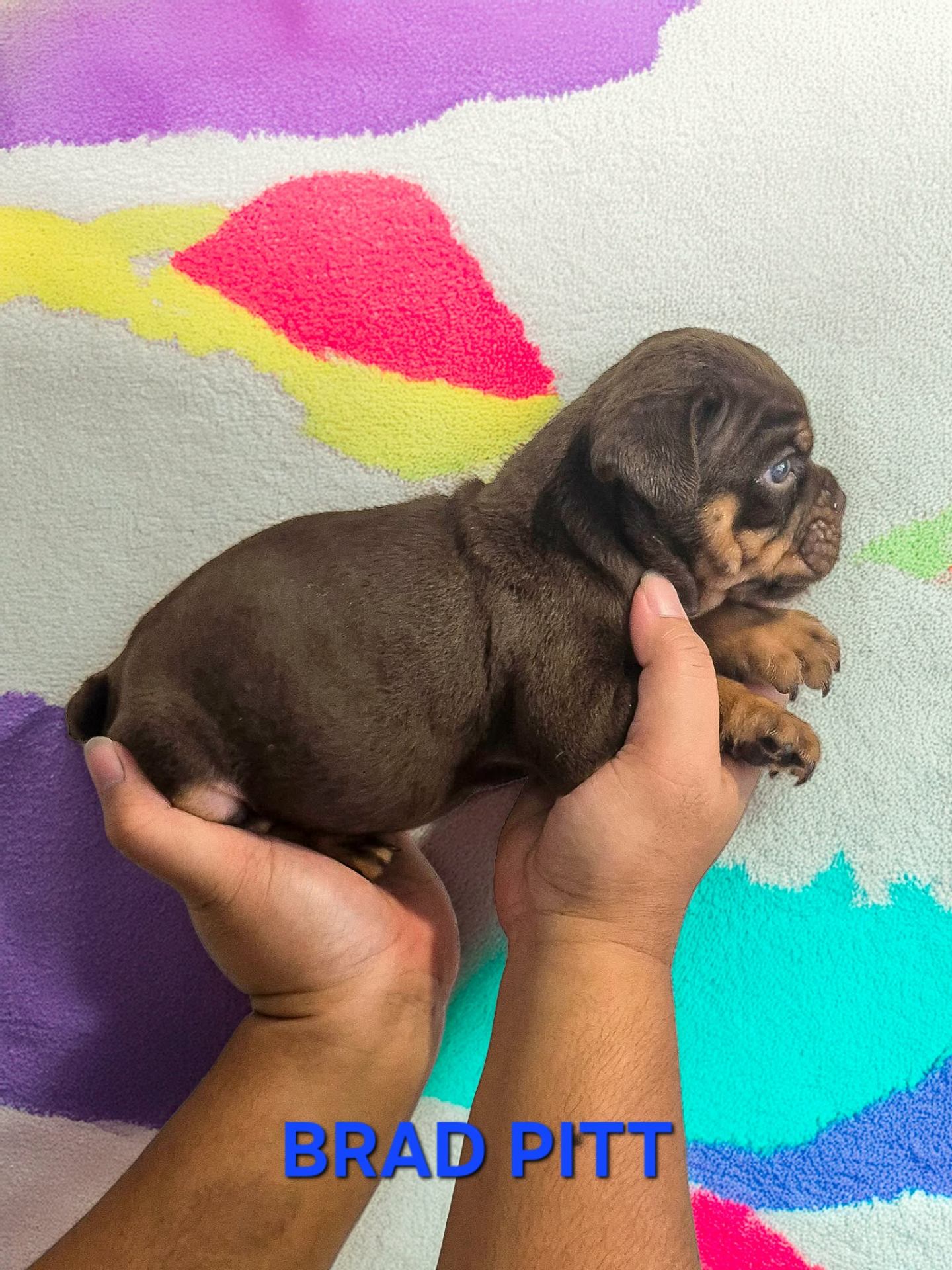 Adult Hollywood Bulldogs AUS British Bulldog