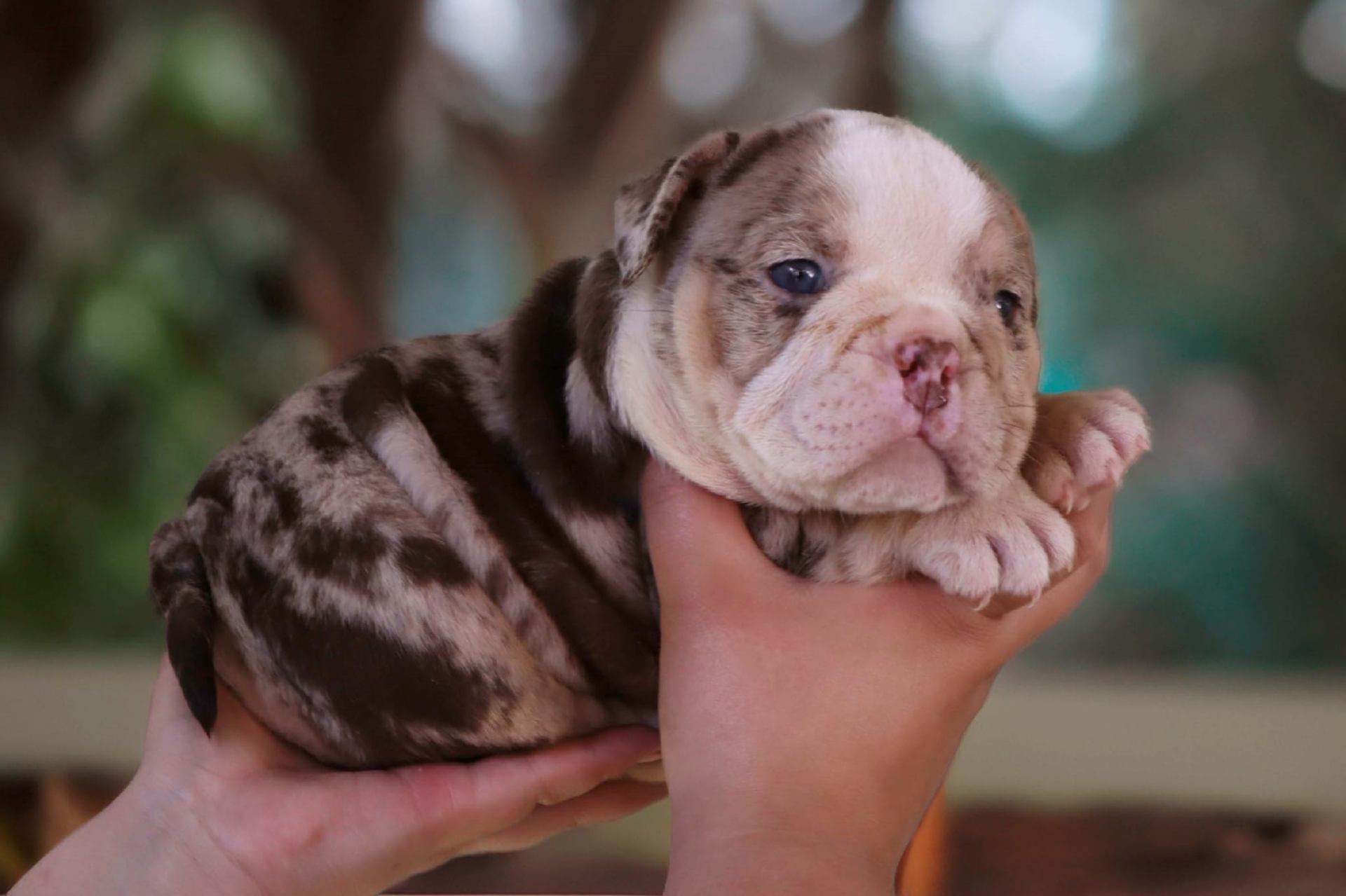 Hollywood Bulldogs AUS puppy 11