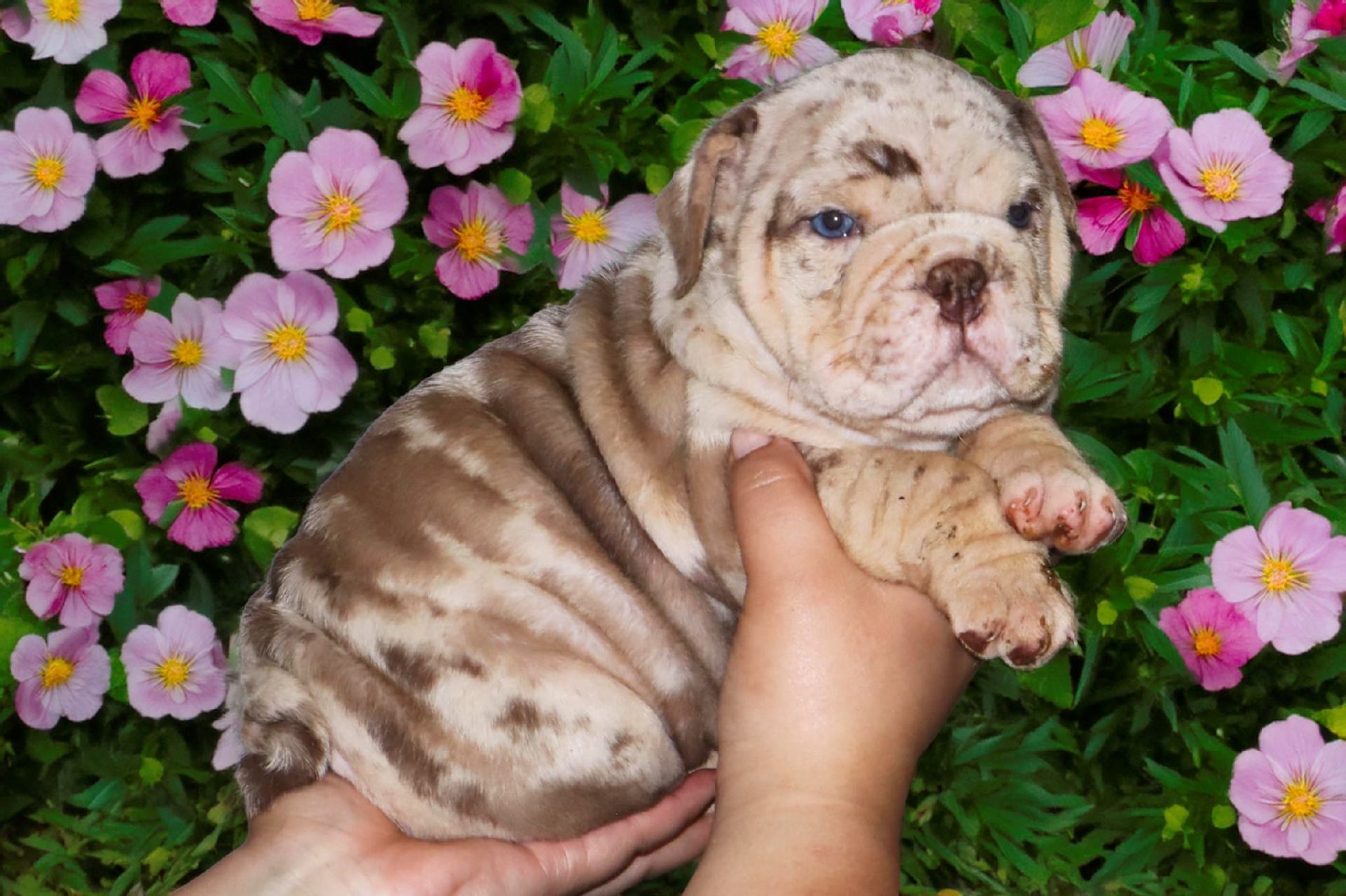Hollywood Bulldogs AUS puppy 12