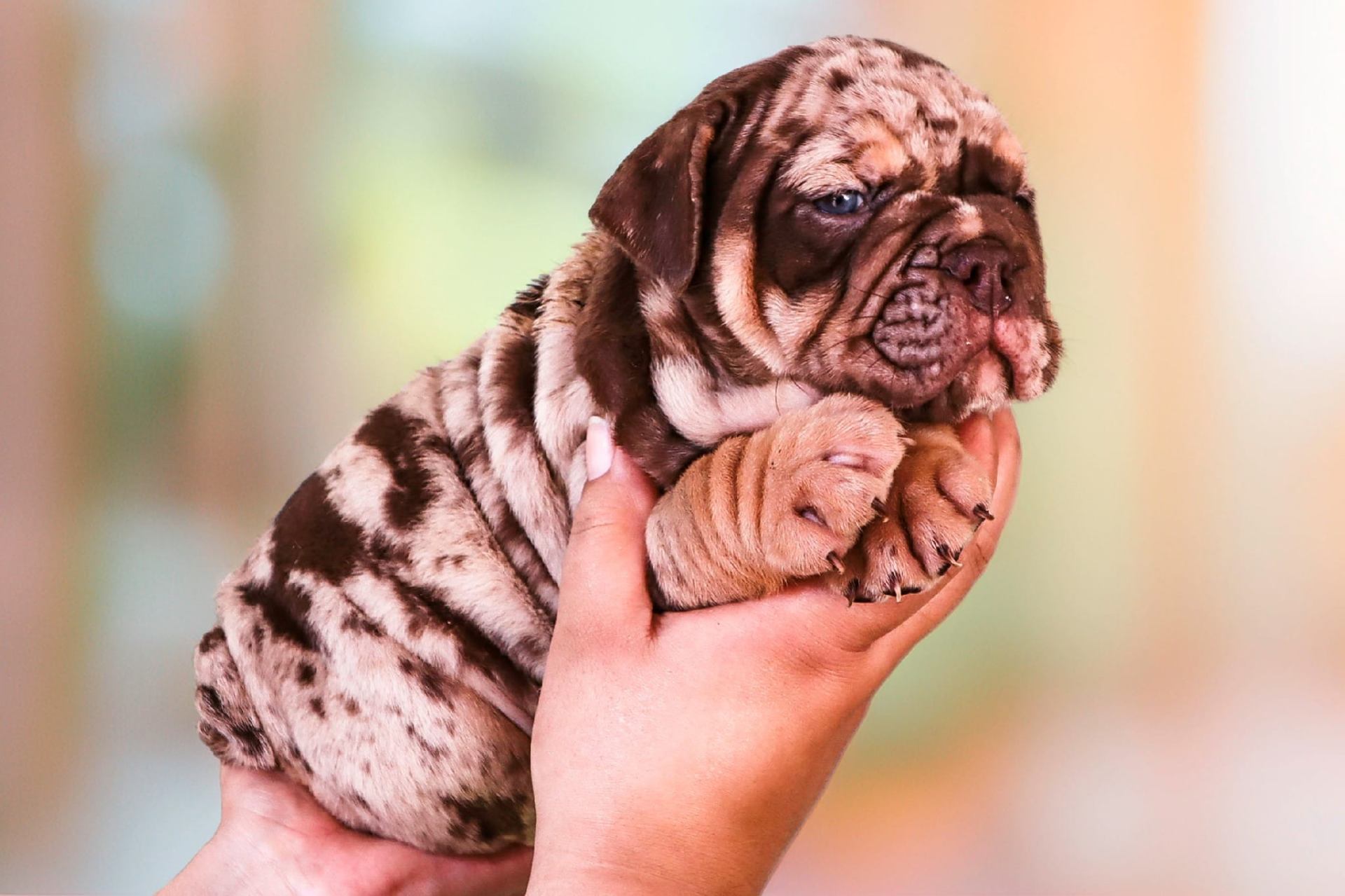 Hollywood Bulldogs AUS puppy 13