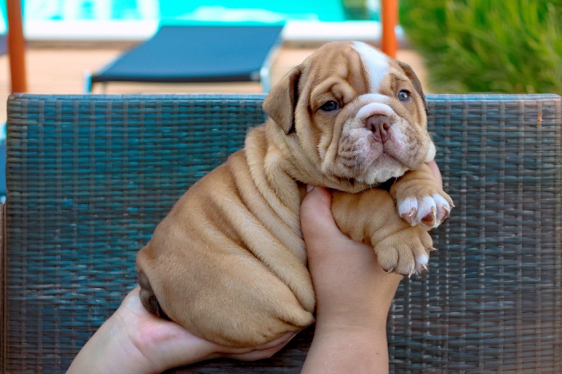 Hollywood Bulldogs AUS puppy 14