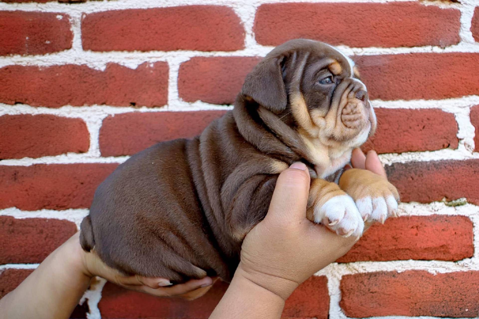 Hollywood Bulldogs AUS puppy 15
