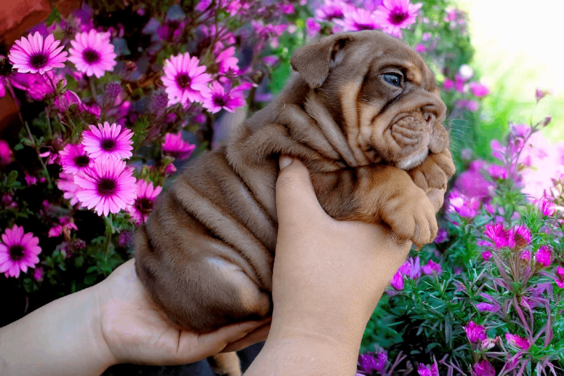 Hollywood Bulldogs AUS puppy 16