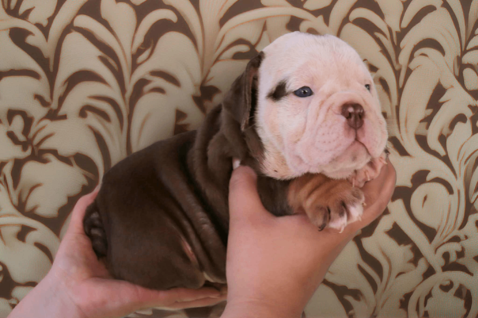 Hollywood Bulldogs AUS puppy 17