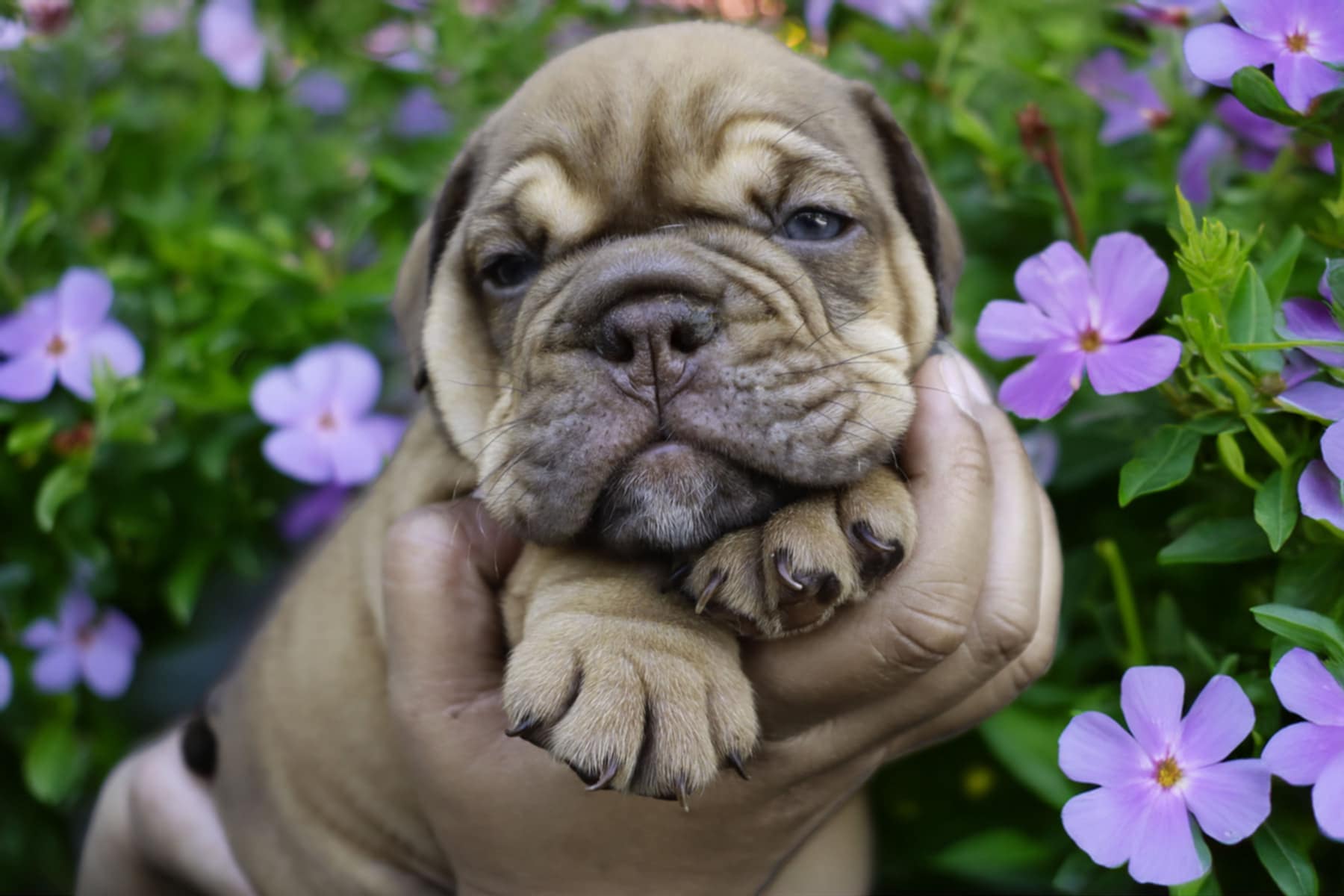 Hollywood Bulldogs AUS puppy 19