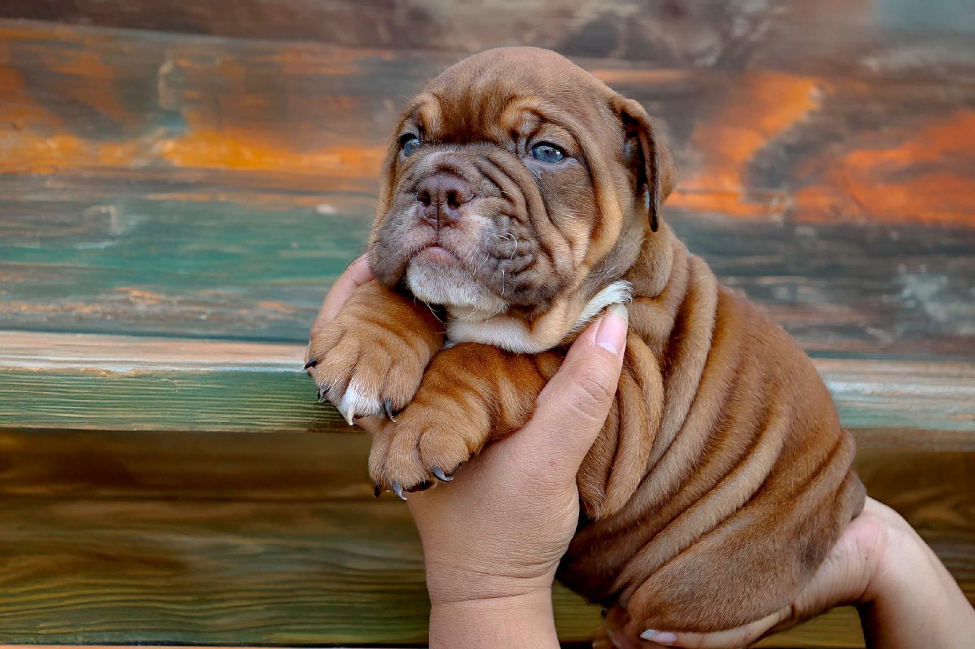 Hollywood Bulldogs AUS puppy 2