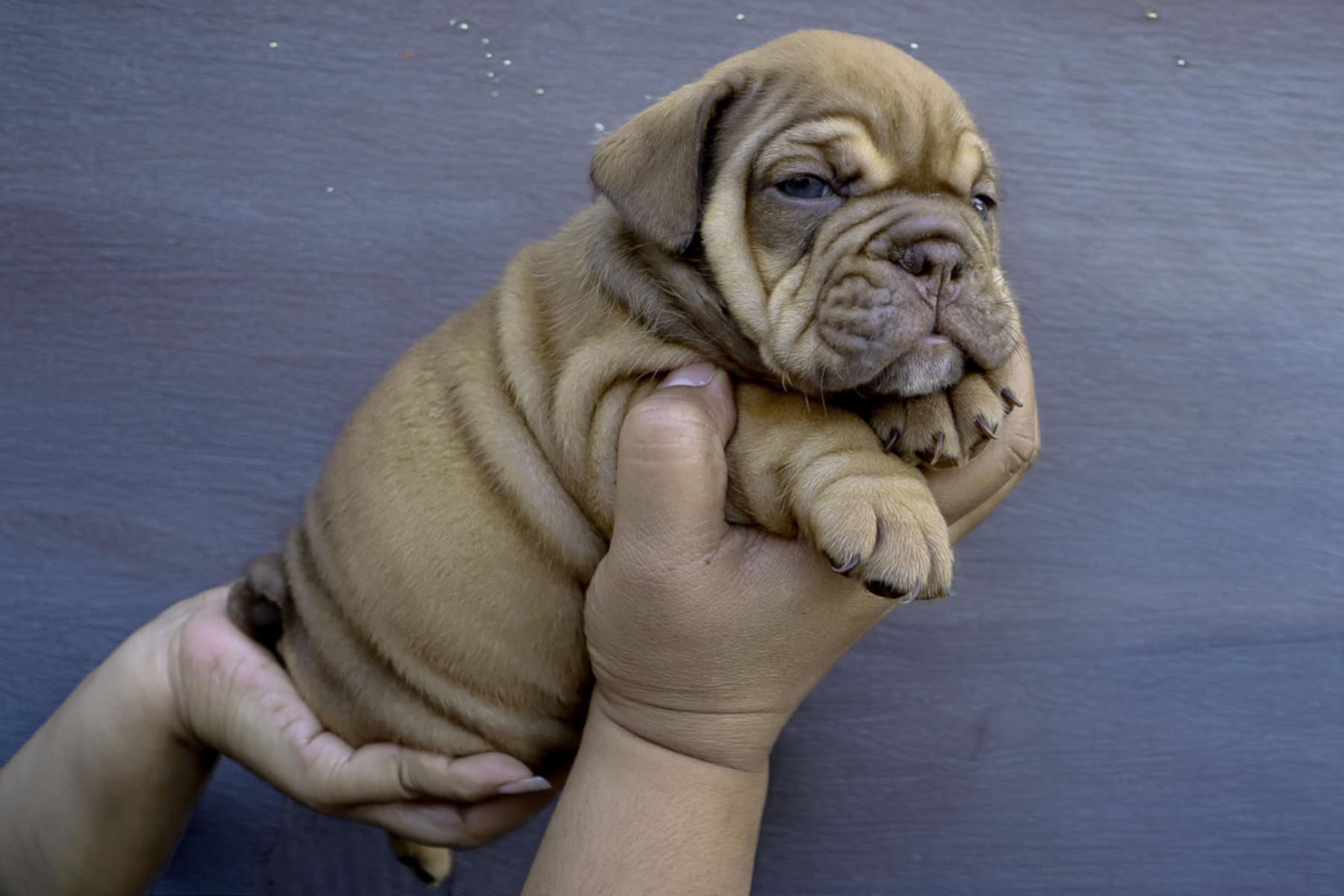 Hollywood Bulldogs AUS puppy 20