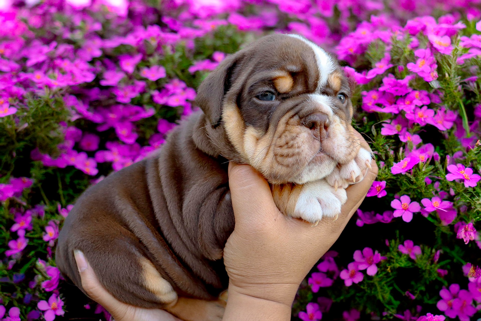 Hollywood Bulldogs AUS puppy 21
