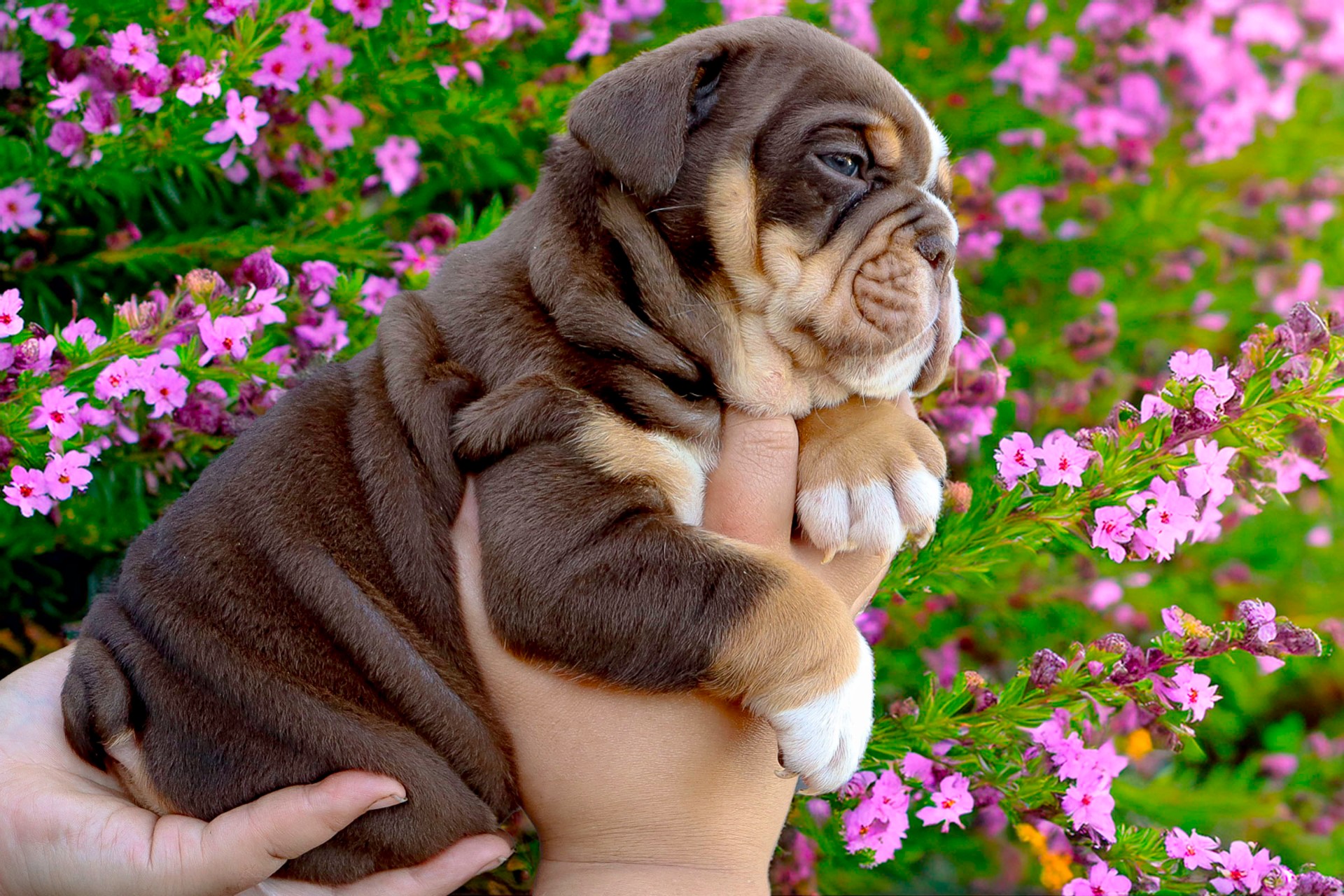 Hollywood Bulldogs AUS puppy 22
