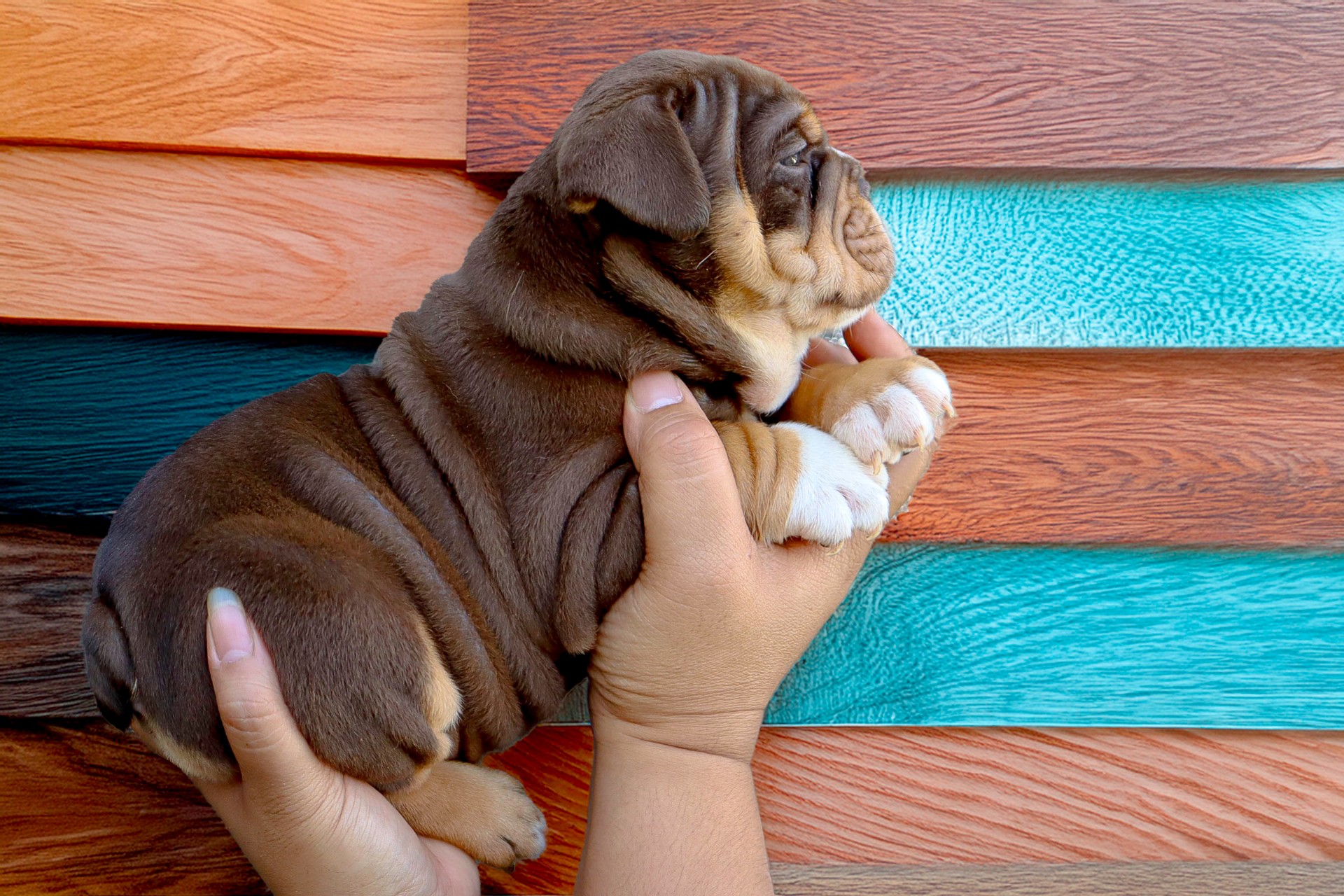 Hollywood Bulldogs AUS puppy 23